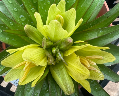 Fritillaria imperialis 'Helena'